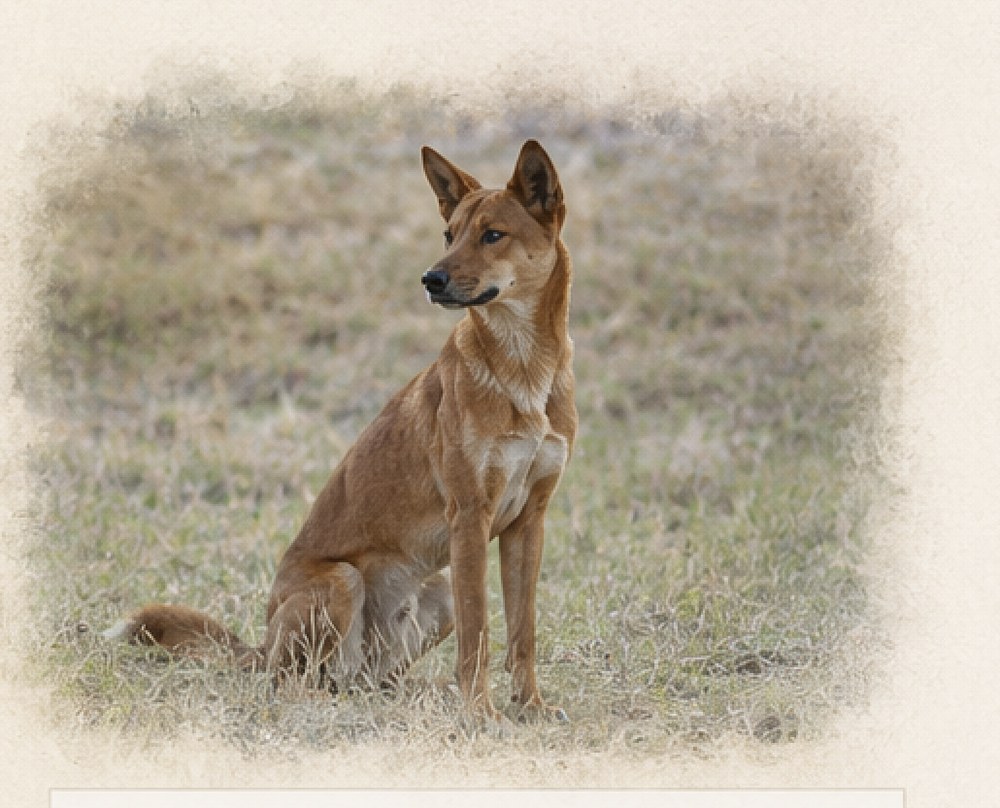 Dingo sitting in grass